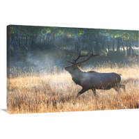 Morning Trot-Canvas Art-36&quotx24.12"