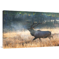 Morning Trot-Canvas Art-40"x26.8"