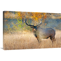 Bull Elk Steamer-Canvas Art-36"x24.12"