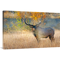 Bull Elk Steamer-Canvas Art-40"x26.8"