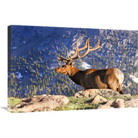 Velvet Above the Timberline-Canvas Art-30&quotx20.1"