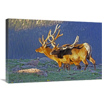 Bull Elks at Sunrise-Canvas Art-30"x20.1"