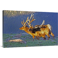 Bull Elks at Sunrise-Canvas Art-40"x26.8"