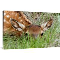 Hiding in the Grass-Canvas Art-40"x26.8"