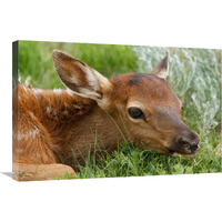 Resting Calf-Canvas Art-30"x20.1"