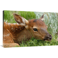 Resting Calf-Canvas Art-36&quotx24.12"