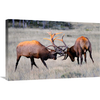 Elk Duel at Sunrise-Canvas Art-30"x19.5"