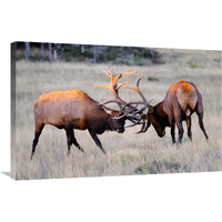 Elk Duel at Sunrise-Canvas Art-36"x23.4"