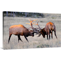 Elk Duel at Sunrise-Canvas Art-40"x26"