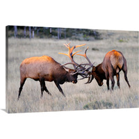 Elk Duel at Sunrise-Canvas Art-44&quotx28.6"