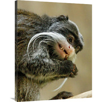 Emperor Tamarin-Canvas Art-28.08"x36"