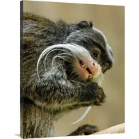 Emperor Tamarin-Canvas Art-31.2&quotx40"