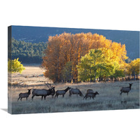 Fall Morning with Elk-Canvas Art-30"x20.1"