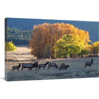 Fall Morning with Elk-Canvas Art-36&quotx24.12"