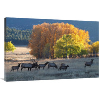 Fall Morning with Elk-Canvas Art-40"x26.8"