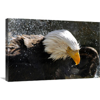 Bald Eagle Fisherman-Canvas Art-30"x20.1"