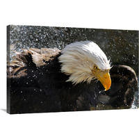 Bald Eagle Fisherman-Canvas Art-36"x24.12"