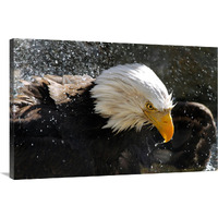 Bald Eagle Fisherman-Canvas Art-40"x26.8"