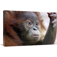 Orangutan Baby-Canvas Art-30&quotx20.1"