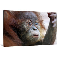 Orangutan Baby-Canvas Art-36&quotx24.12"