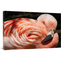 Flamingo-Canvas Art-36"x24.12"