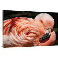 Flamingo-Canvas Art-40"x26.8"