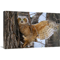 Fledgling Owl-Canvas Art-30"x20.1"