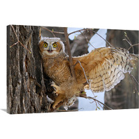 Fledgling Owl-Canvas Art-36"x24.12"