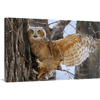 Fledgling Owl-Canvas Art-40"x26.8"