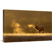 Frosty Morning Bull Elk-Canvas Art-30"x20.1"