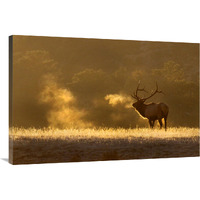 Frosty Morning Bull Elk-Canvas Art-40"x26.8"