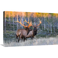 Glowing Antlers-Canvas Art-30&quotx19.5"