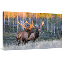 Glowing Antlers-Canvas Art-40"x26"