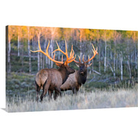 Glowing Antlers-Canvas Art-44&quotx28.6"