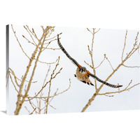 Hawk in Flight-Canvas Art-40"x26.8"