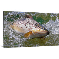 Hooked Brown Trout-Canvas Art-36"x23.4"