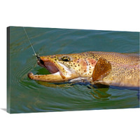 Landed Brown Trout-Canvas Art-36&quotx23.4"