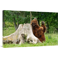 Kodiak Brown Bear Scratching-Canvas Art-40"x26.8"