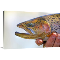 King Trout-Canvas Art-36"x24.12"