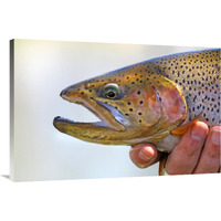 King Trout-Canvas Art-40"x26.8"