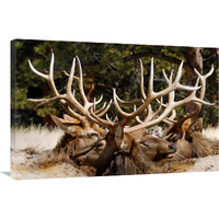 Antler Show-Canvas Art-36"x24.12"