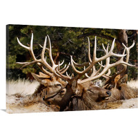 Antler Show-Canvas Art-40&quotx26.8"