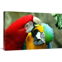 Loving Macaws-Canvas Art-30"x20.1"