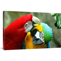 Loving Macaws-Canvas Art-36"x24.12"