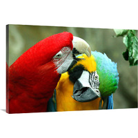 Loving Macaws-Canvas Art-40"x26.8"