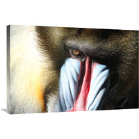 Male Mandral-Canvas Art-36"x24.12"