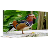 Mandarin Duck-Canvas Art-30"x18.6"