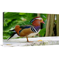 Mandarin Duck-Canvas Art-36"x22.32"