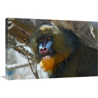 Mandrill-Canvas Art-30"x20.1"