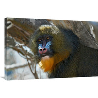 Mandrill-Canvas Art-36"x24.12"